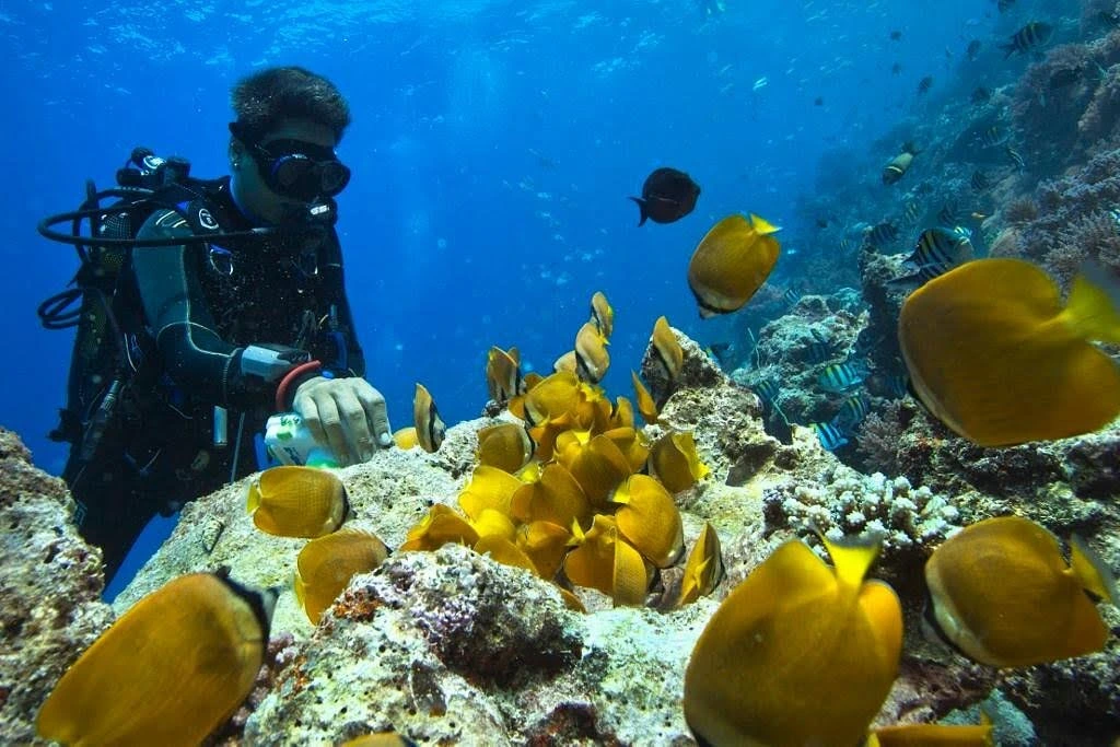 plongée sous-marine à Zanzibar