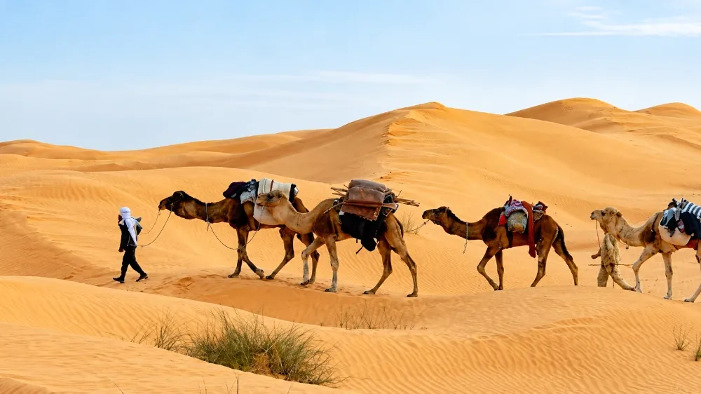 Méharée à dos de dromadaire dans les dunes du Sahara, près de Douz