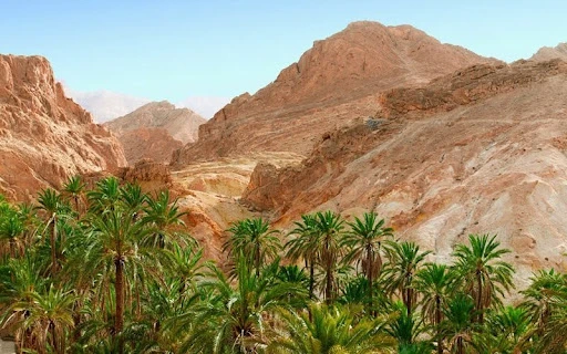 Palmeraie et montagne à Tozeur